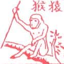 猿猴 monkey
