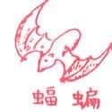蝙蝠 蝙蝠 bat