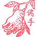 佛手瓜 chayote