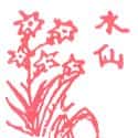 水仙花 daffodil