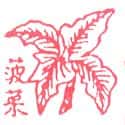 菠菜 菠菜 spinach