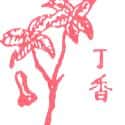 丁香 丁香 clove