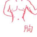 胸部,胸膛 chest