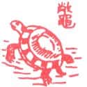 鳖,甲鱼,龟鳖 turtle