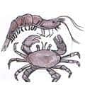 虾蟹 虾蟹 prawn and crab