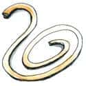 树胶带 rubber band