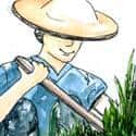 锄草 weeding