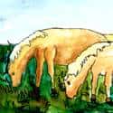 马吃草 马吃草 horse grazing