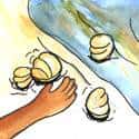 捉蛤 catch clams