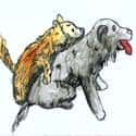 狗亲密 狗亲密 dog mating