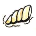 蚬子 clams