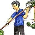 拾椰子 pick coconut