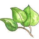佬叶 betel leaf