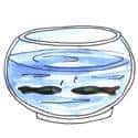 斗鱼 fish battle