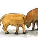 斗牛 bullfighting