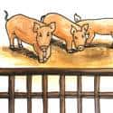 养猪 pig breeding