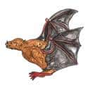 蝙蝠 蝙蝠 bat