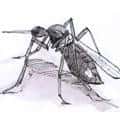 蚊子 mosquito