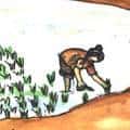 插秧,种稻,插秧苗 transplanting rice seedlings