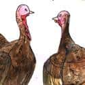斗火鸡 turkey fighting
