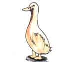 鹅 goose