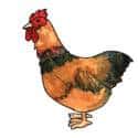 雄鸡 cock