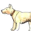 狗,家犬,看家狗 dogs,house dog