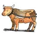 牛 cow,bull,ox