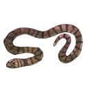蟒蛇 python