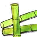 甘蔗 cane