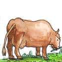 牛吃草 cow grazing