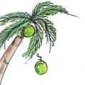 跌椰 coconut drop