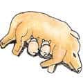 小猪吸奶 piglets sucking milk