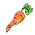 菜头 carrot