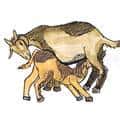 小羊吸奶 goat sucking milk