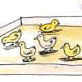 卖鸡鸭仔 卖鸡鸭仔 selling chicks and ducklings