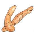 木薯 cassava
