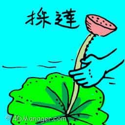 採莲 lotus flower