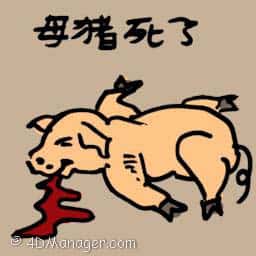 母猪死掉 dead pig