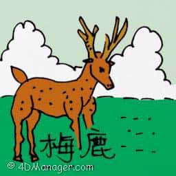 梅鹿 spotted deer