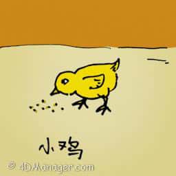 小鸡 small chick