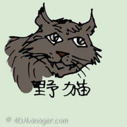 野猫 野猫 wild cat