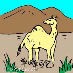 单峰驼 arabian camel