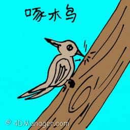 啄木鸟 啄木鸟 woodpecker
