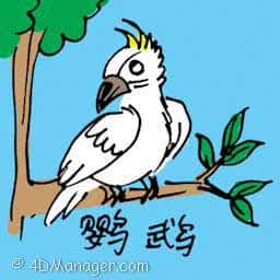 鹦鹉 鹦鹉 parrot