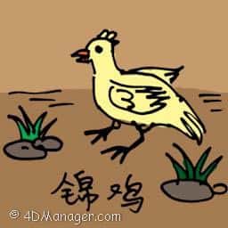 锦鸡 golden pheasant