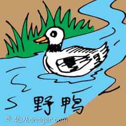 野鸭 wild duck