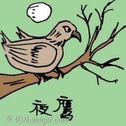 夜鹰 nighthawk