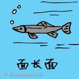 面长鱼 面长鱼 long grey fish
