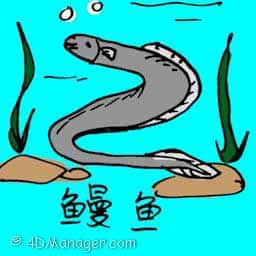 鳗鱼 鳗鱼 giant eel